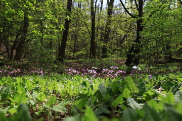 야생화 /  wild flowers