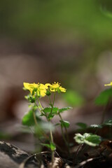 야생화 /  wild flowers