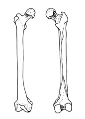 Human femur bones, vector hand drawn illustration isolated on a white background, orthopedics medicine anatomy sketch
