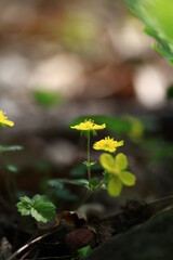 야생화 /  wild flowers