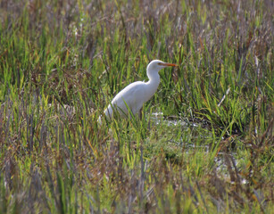 nsects are looking for food in the green of heron grass