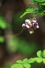 야생화 / wild flowers	