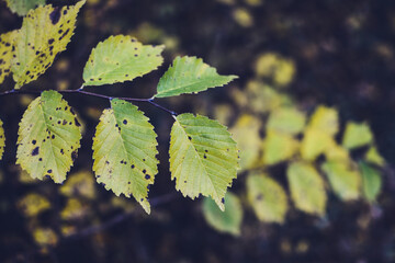 Yellow leaves on a rainy autumn day