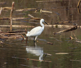 nsects are looking for food in the water of heron river 