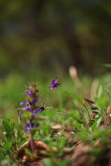 야생화 / wild flowers	