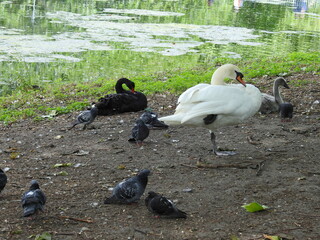 Obraz premium Swans and pigeons on the shore rest