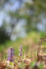 야생화 / wild flowers	