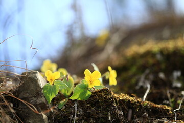 야생화 / wild flowers	