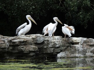 Pelicans stand on the rocks on the lake