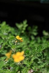 야생화 / wild flowers	