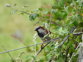 Sparrow sits on a prickly wild fruit bush