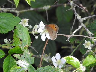 Gray orange butterfly on a white flower