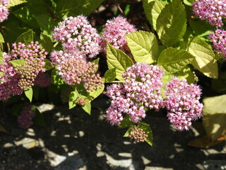 Pink and white flowers of the bush