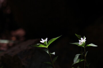 야생화 / wild flowers	