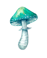 Mushroom poisonous Stropharia blue - green, drawn in watercolor, isolated on a white background.