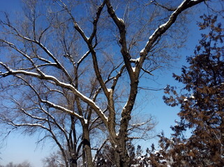 branches against blue sky