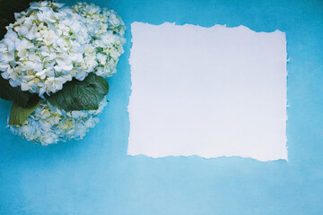 Flatlay of three large mophead white and blue hydrangeas lying on a light blue background with blank homemade paper and free space for text. Top view. Perfect for Mother's Day. 