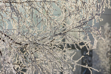 Branches of trees and bushes covered with frost in sunny frosty weather.