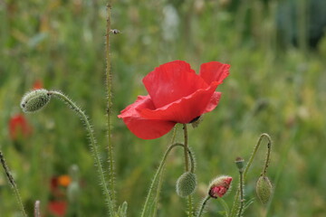 Fleur de coquelicot