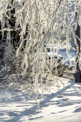 Branches of trees and bushes covered with frost in sunny frosty weather.