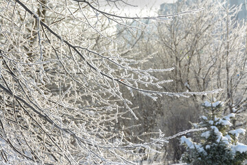 Branches of trees and bushes covered with frost in sunny frosty weather.