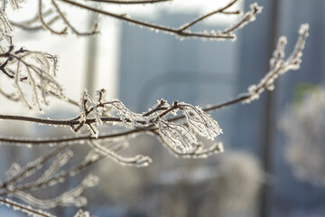 Branches of trees and bushes covered with frost in sunny frosty weather.