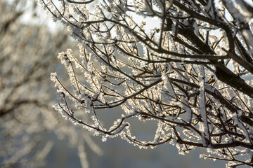 Branches of trees and bushes covered with frost in sunny frosty weather.