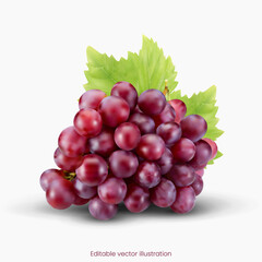 Red Grapes vector illustration
