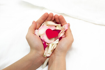 Rose petals in the hands on a white background. Heart in hand on Valentine's Day.