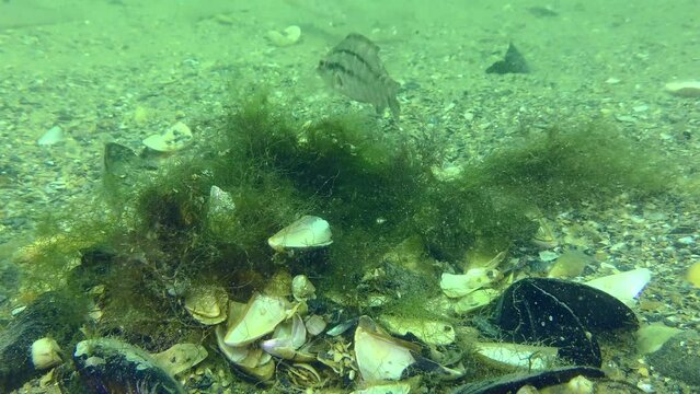 Reproduction Gray wrasse (Symphodus cinereus): the male decorates the nest built of algae with shells.