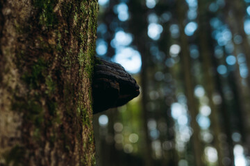 Mushroom on a tree