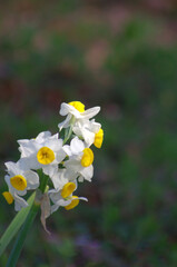 水仙の花のクローズアップ