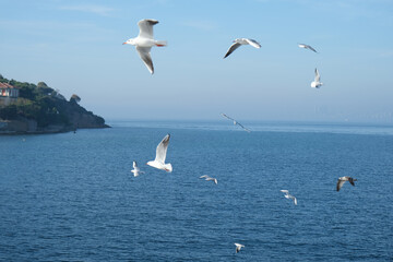 Seagulls