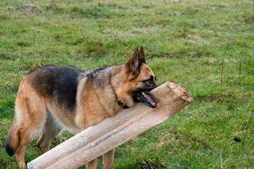 a beautiful black and tan german shepherd alsation bitch (Canis lupus familiaris) playing with a broken plastic tree guard 