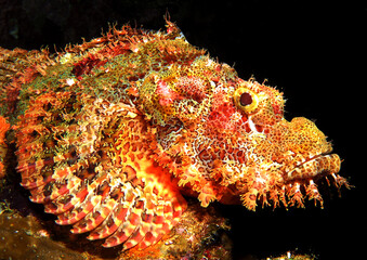 A Bearded Scorpionfish with black background Boracay Island Philippines