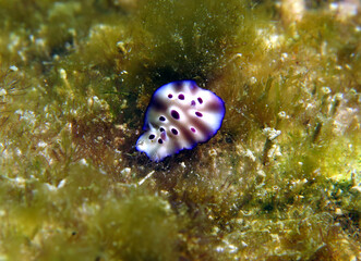 A Hypselodoris Tryoni nudibranch crawling Boracay Island Phillipines