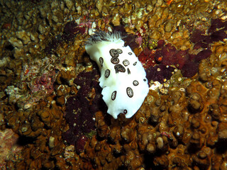 A Jorunna Funebris nudibranch crawling Boracay Island Philippines
