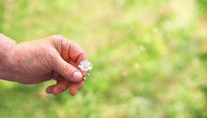 an elderly hand holds a small flower against the background of greenery in the spring, a close-up with the bokeh in the background. concept of the life of an elderly person. 