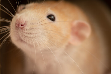 Adorable domestic pet rat