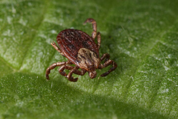 Dermacentor marginatus is generally found in lowland areas as well as forests