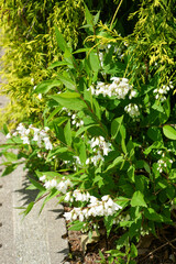 ヒメウツギの花