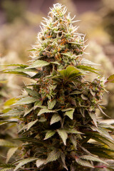 Flower bud marijuana plant close-up.