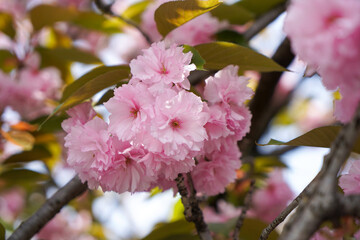 Obraz premium 満開の関山の花