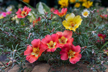 Obraz na płótnie Canvas Beautiful red and yellow flowers Portulaca oleraceae in a garden. Close-up. selective focus