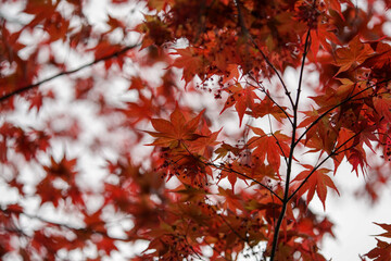 赤い楓の若葉
