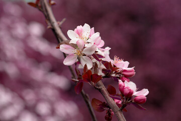 close-up of spring apple blossoms Malus profusion - crabapple pink flowers closeup. Blooming crabapples crab apples, crabtrees or wild apples