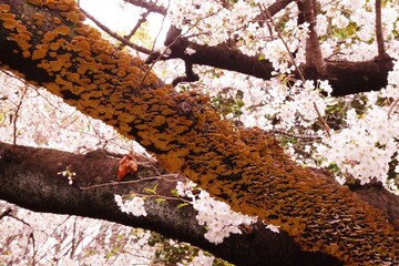 ソメイヨシノとカワウソタケ