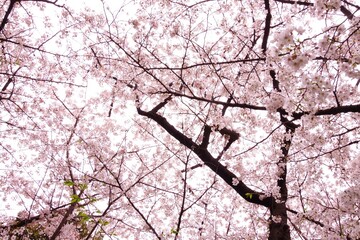 千鳥ヶ淵のソメイヨシノ