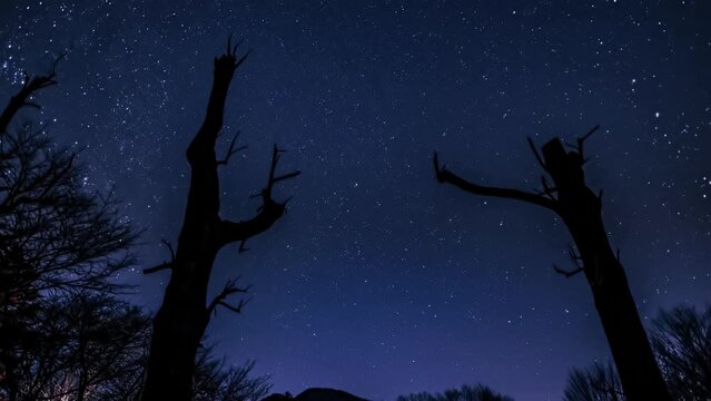 冬の星空