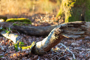 a broken branch in the light of the morning sun